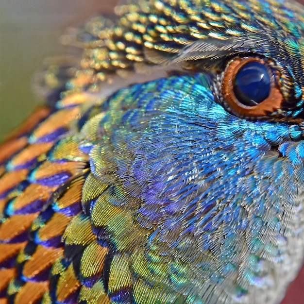 Foto em close-up de um beija-flor