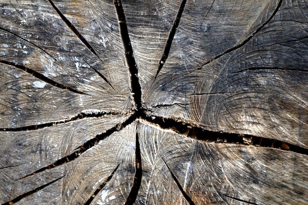 Foto em close-up de um grande tronco de madeira mostrando seus padrões