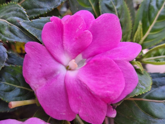 Foto em close-up de uma flor magenta