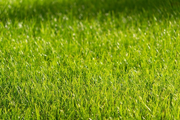 Foto em closeup de vegetação serena de grama exuberante em um parque