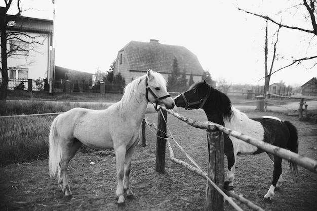 Foto em preto e branco de dois cavalos se farejando