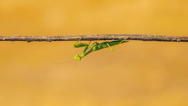 Foto de enfoque superficial de una mantis religiosa (Mantodea) en una ramita