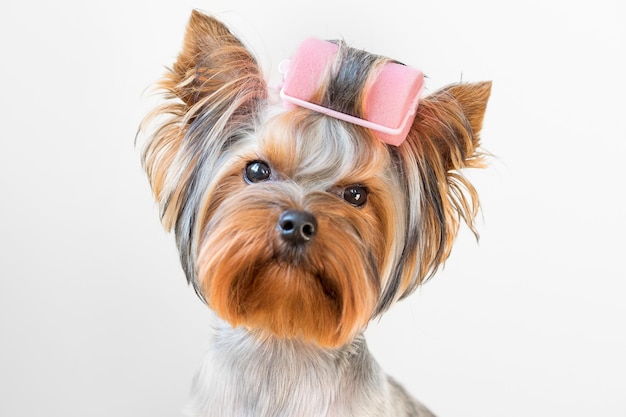 Foto engraçada de um cão yorkshire terrier com rolos no pelo.