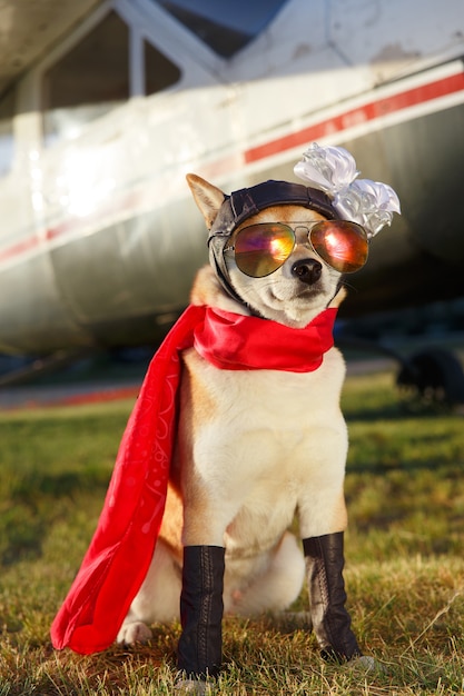 Foto foto engraçada do cachorro shiba inu em uma roupa de piloto no aeroporto