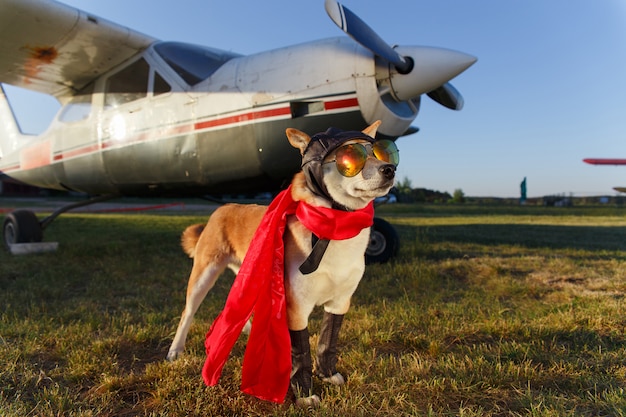 Foto engraçada do cão shiba inu