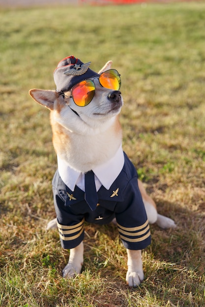 Foto engraçada do cão Shiba Inu