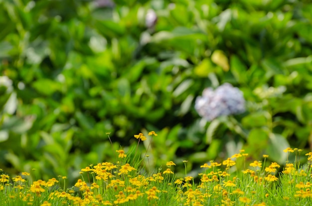 Foto de época del campo de diente de león en la puesta del sol