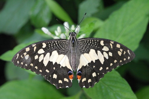 Esta foto es una hermosa mariposa.