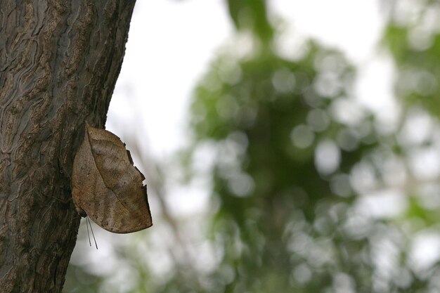 Esta foto es con mariposas.