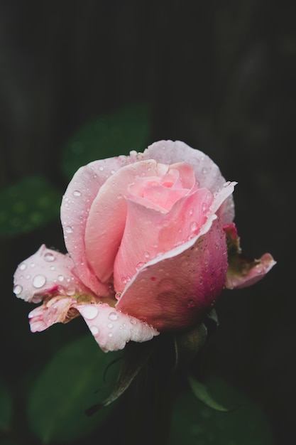 Foto escura rosa rosa. Estilo vintage tonificado, rosa viva do jardim com gotas de água. Cartão com rosa.
