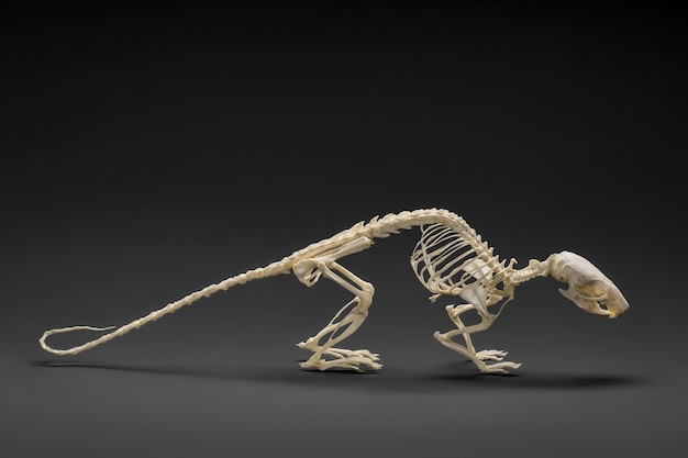 Foto de esqueleto de rata. Apariencia natural.
