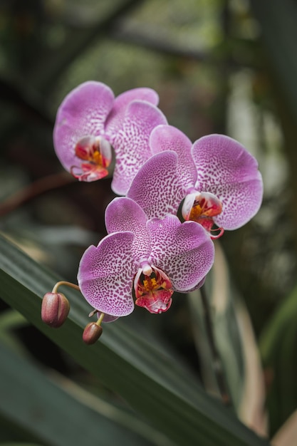 Una foto estética de una flor de orquídea rosa con un fondo borroso