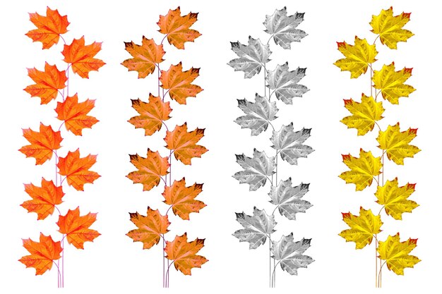 Foto estilizada Hoja de arce de otoño brillante sobre un follaje de fondo blanco Concepto de otoño