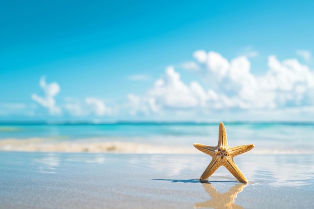 foto de estrella de mar en verano playa soleada en el océano