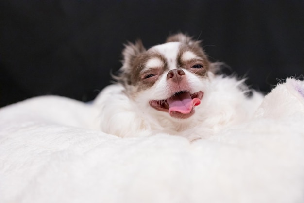 Foto de estudio de un adorable cachorro chihuahua de pie sobre fondo blanco y negro