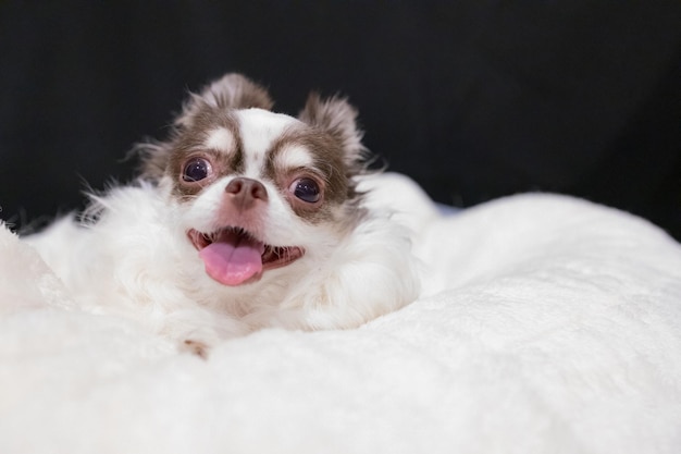 Foto de estudio de un adorable cachorro chihuahua de pie sobre fondo blanco y negro