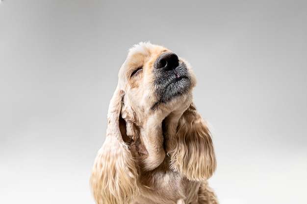 Foto de estudio de american spaniel jugando