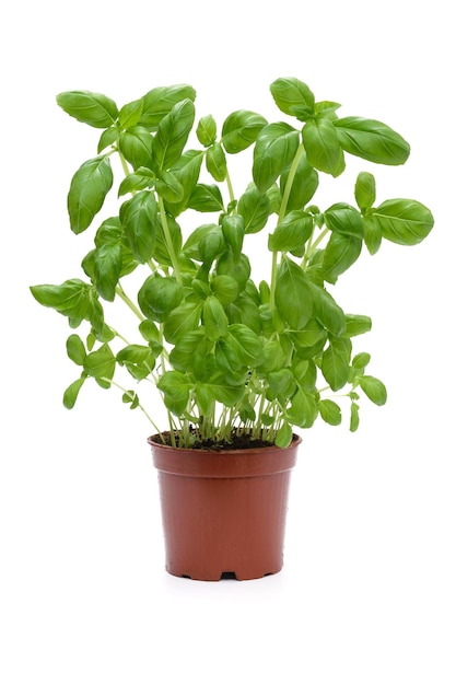 Foto de estudio de un arbusto de albahaca verde fresco en una maceta aislado sobre un fondo blanco.