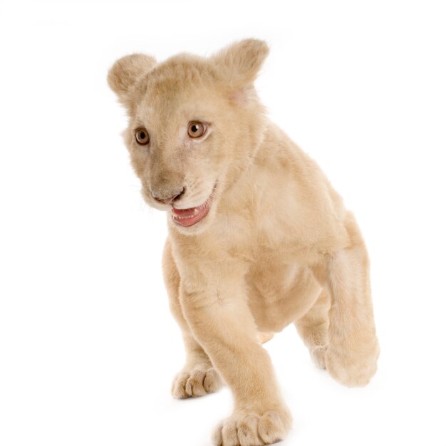 Foto de estudio de un cachorro de león blanco delante de un fondo blanco.