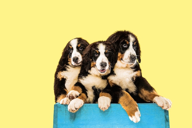 Foto de estudio de cachorros berner sennenhund sobre fondo amarillo studio