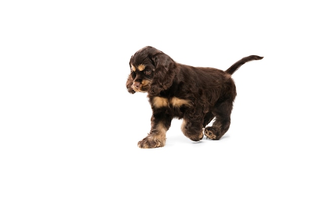 Foto de estudio de cocker spaniel americano sobre fondo blanco de estudio