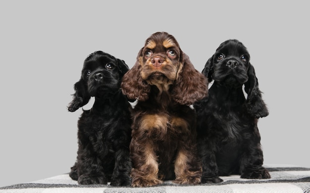 Foto de estudio de cocker spaniel americano sobre fondo gris de estudio