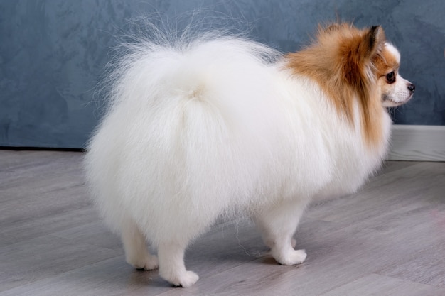 Foto de estudio de un encantador perro Pomerania con un hermoso pelaje bien cuidado.