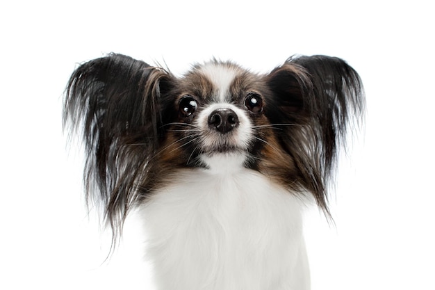 Foto de estudio de gracioso perro Papillon aislado en blanco