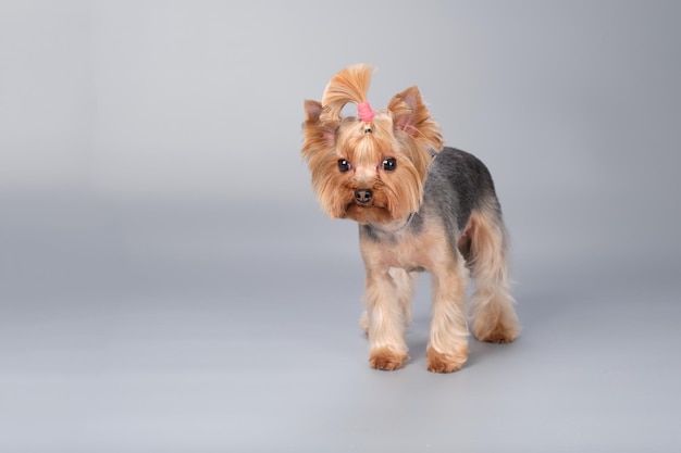 Foto de estudio de un hermoso Yorkshire terrier después de arreglarse salo