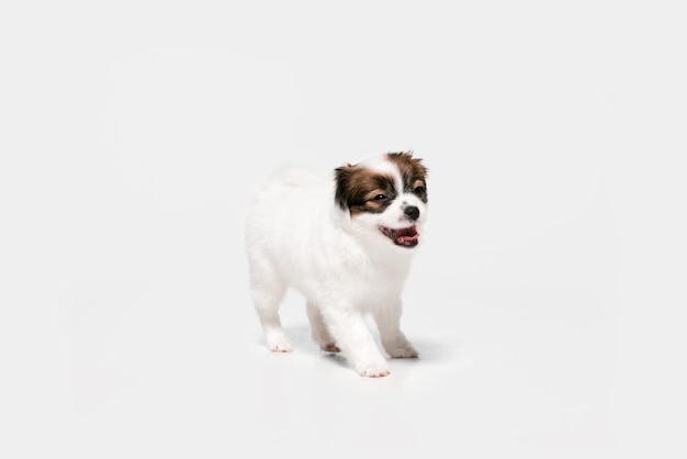 Foto de estudio de Papillon Caído perrito aislado en blanco studio