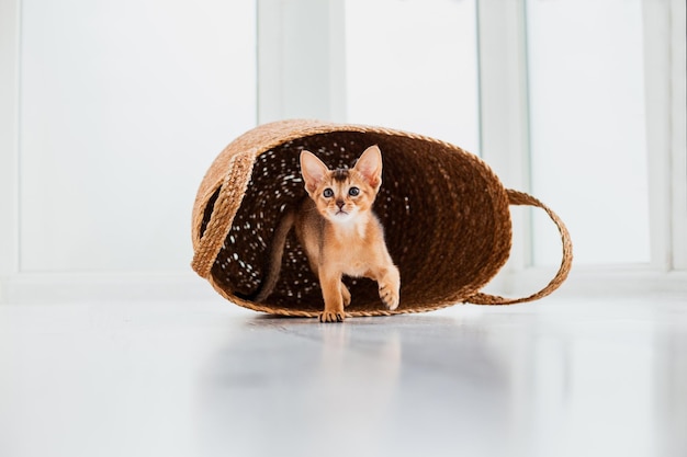 Foto foto de estudio de un pequeño y lindo gatito abisinio que se queda en la canasta en el fondo de la ventana blanca de casa