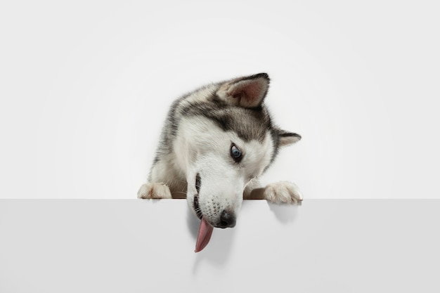 Foto de estudio de perro Husky aislado sobre fondo blanco de estudio