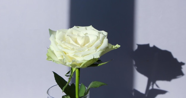 foto de estudio de una rosa blanca aislada con su sombra en un formato ancho de fondo gris suave