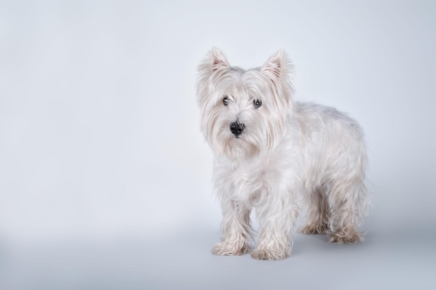 Foto de estudio de un West Highland White Terrier demasiado grande en el estudio