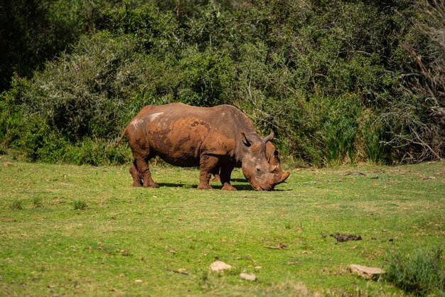 Foto fascinante de un rinoceronte sobre la hierba verde durante el día