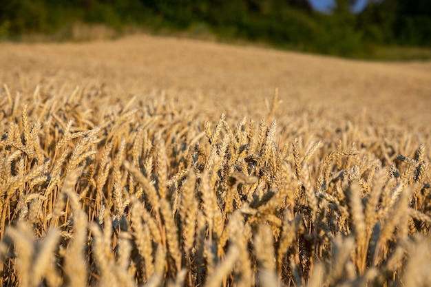En esta foto sin fecha se muestra un campo de trigo dorado.