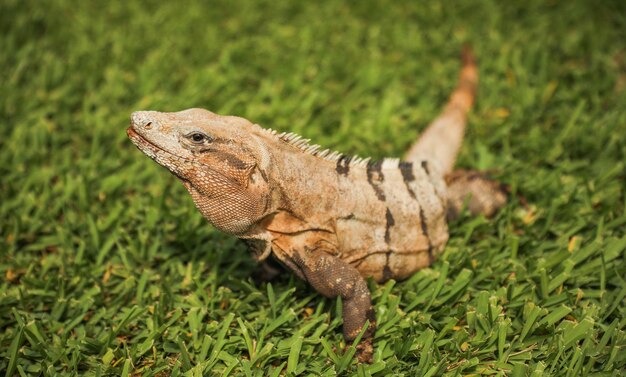 Foto en esta foto sin fecha se muestra un lagarto sobre la hierba.