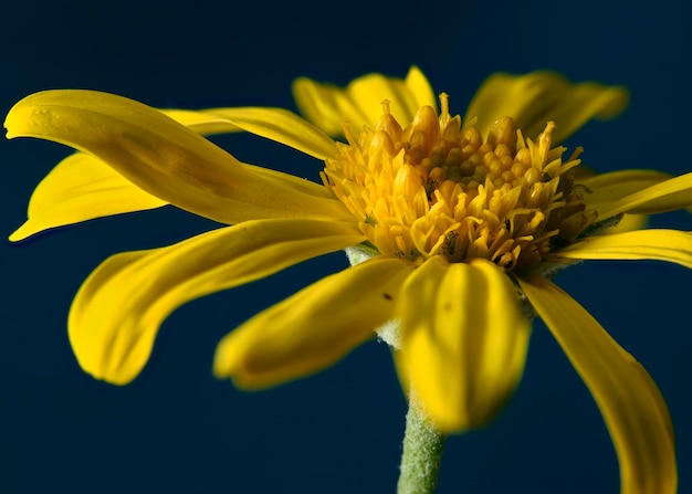 Foto flor amarela da espécie arnica com detalhe macro