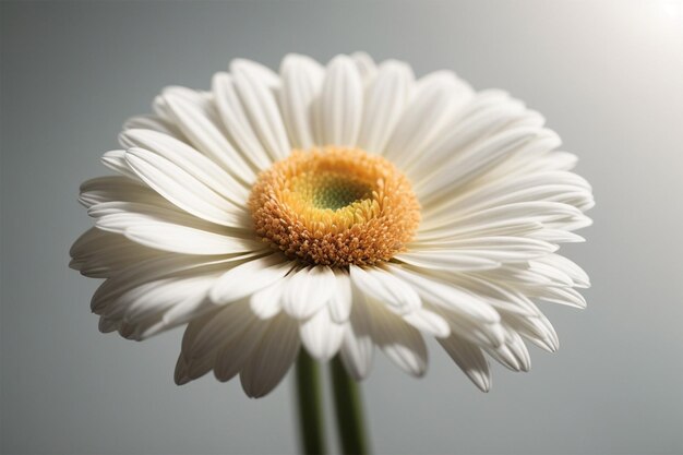 Foto de una flor blanca y exuberante de cerca.