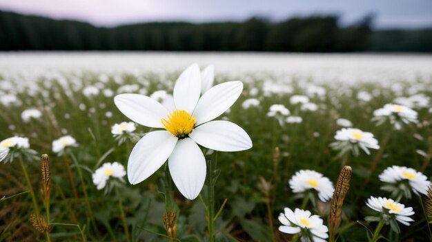 foto flor blanca frente a un campo de prado