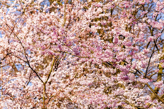 Foto de flor de cerezo Cerezo en primavera