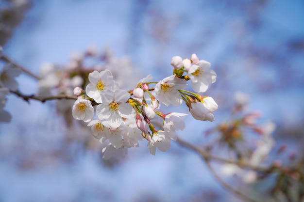 Una foto de una flor de ciruelo en primavera.