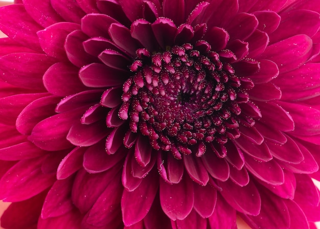 Foto de flor de crisantemo rojo sobre un fondo blanco.