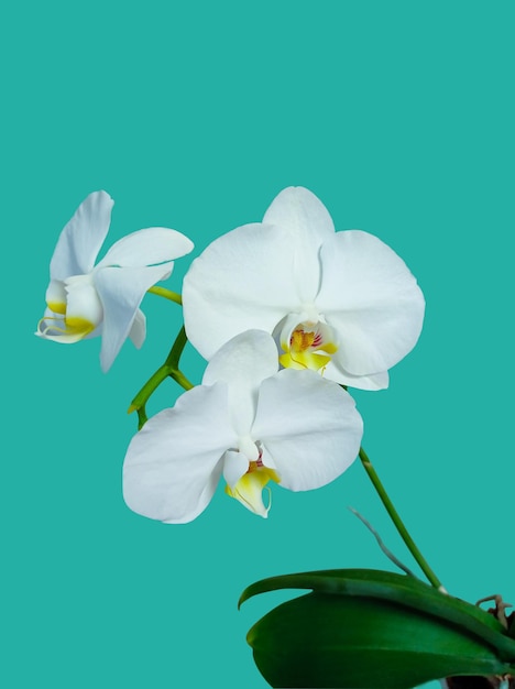 Foto de una flor de falaenopsis blanca