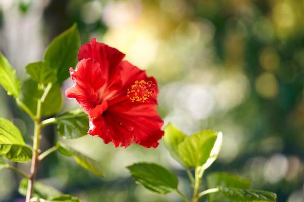 Foto de una flor de hibisco en flor sobre un fondo verde. Foto de alta calidad