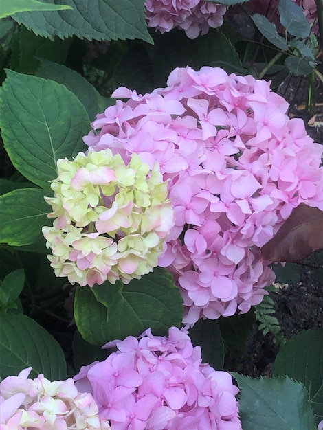 Foto de la flor de la hortensia