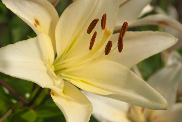 Foto de la flor Lily closeup