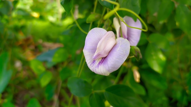 foto de la flor morada Centrosema virginianum una especie de guisante de mariposa de la tribu Fabaceae