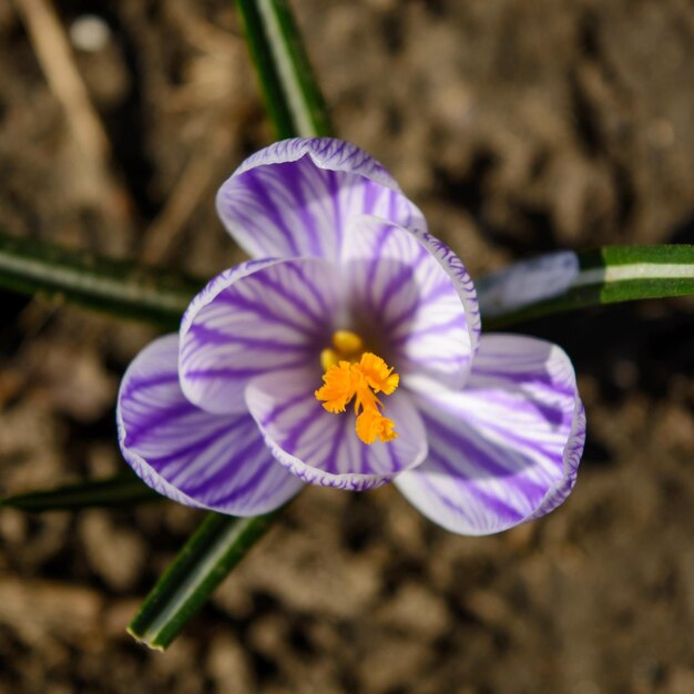 Foto de flor morada con hojas en el suelo