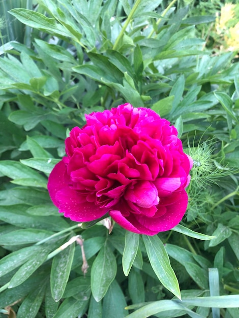 Foto de flor de peonía morada